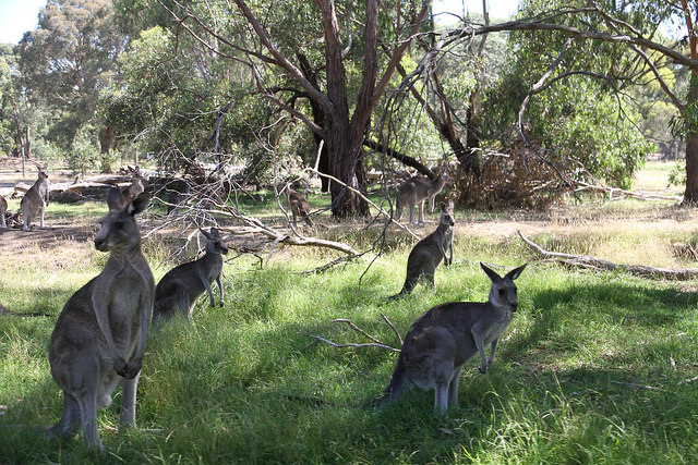 Picture of Bundoora, Victoria-AU, Australia