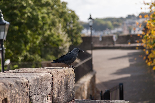 Picture of Derry, Northern Ireland, United Kingdom