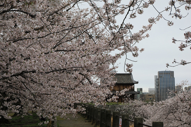 Picture of Fukuoka-shi, Fukuoka, Japan