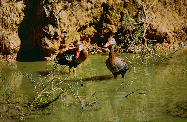 Picture of Macouria, Guyane State, French Guiana