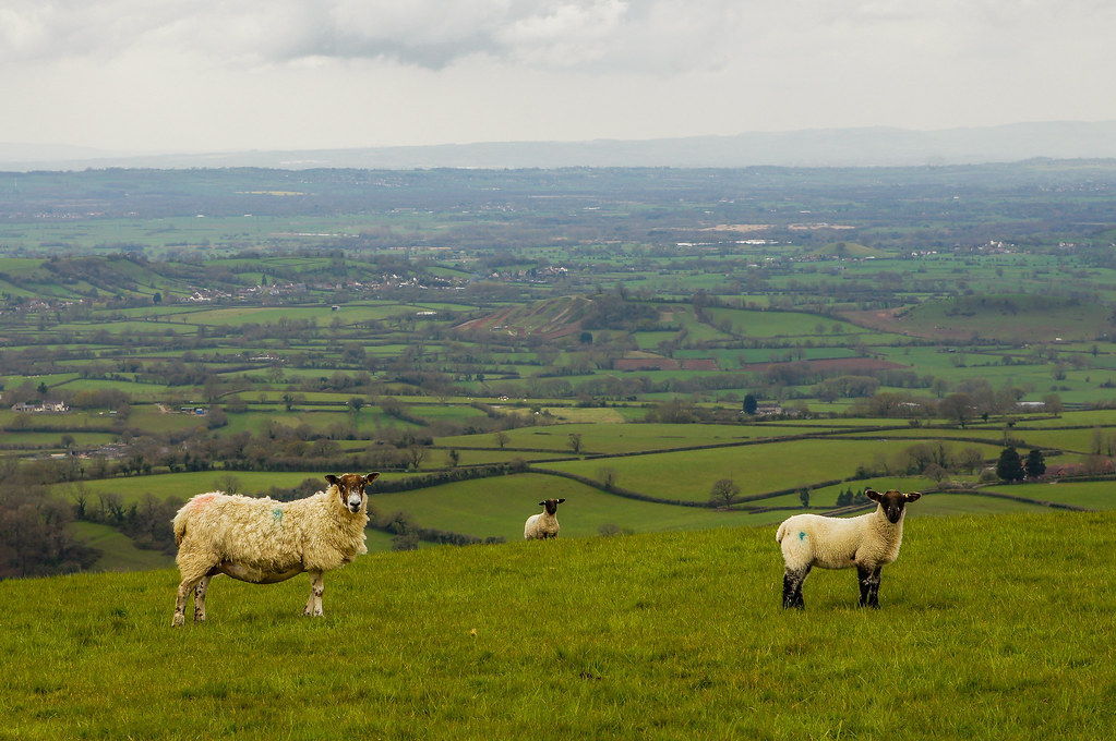 Picture of Mendip, England, United Kingdom